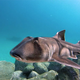 Image for article titled Australian Animals That Won't Kill You, Ranked